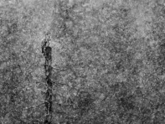 Hagen Gundermann (Schwarzatal): Bartkauz auf der Jagd im Schneetreiben - Anerkennung