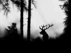 Hagen Gundermann (Schwarzatal): Der König des Waldes - Anerkennung