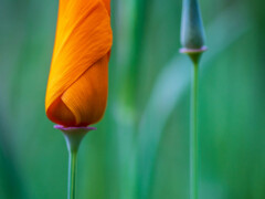 Chrisitian Heidicke (Gera): Blütenwunder - Anerkennung