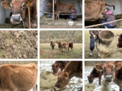 Cosima Schöfer (Berga-Wünschendorf): Bertha - die Milchkanone - Jugendpreis